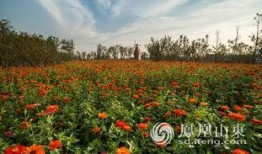 泰安花海最新爆料,五彩斑斓花海盛宴即将绽放